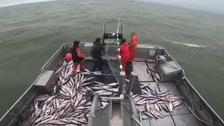 Gillnetting in Bristol Bay Alaska ʻ22 [upl. by Aedrahs]