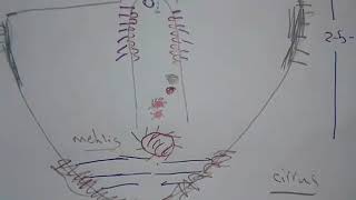 Fasciola hepatica and F Gigantica [upl. by Namwob]