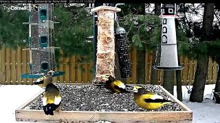 The Interesting Migration Strategies Of Evening Grosbeaks – Nov 17 2017 [upl. by Bigelow980]