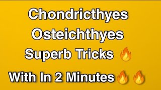 Complete Chondrichthyes amp Osteichthyes With Super Tricks  Animal Kingdom [upl. by Eilyak152]