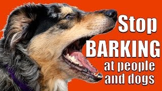 How to TEACH ANY DOG NOT to BARK at Other DOGS and PEOPLE on a Walk [upl. by Goodspeed]