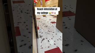 Roach infestation at my college roaches comedyvideo [upl. by Joell650]