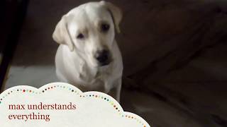 Whoever Thinks Dogs Dont Understand Human Language Should Watch This  Labrador Talking With Human [upl. by Aihtak]