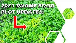 2021 Swamp Food Plot  NoTill In Wet Soil  Northwoods Sweet Feast Brassicas amp Winter Rye [upl. by Raycher]