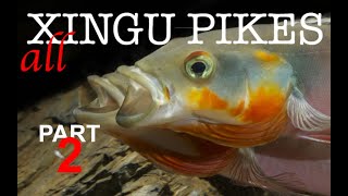 Pike cichlids Crenicichla habitat guide Xingu pikes in nature and the aquarium Part 2 [upl. by Stambaugh890]