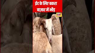 bakra eid 2024  बकरा मंडी का सजा बाजार बाजारों में उमड़ी भीड़ shorts  N81S [upl. by Amir]