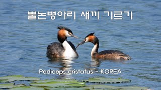 뿔논병아리 새끼기르기  Podiceps cristatus  KOREA 165 [upl. by Anwahsat973]