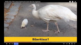 Weißer Pfau führt seinen Nachwuchs durch den Zoo Augsburg [upl. by Tracy715]