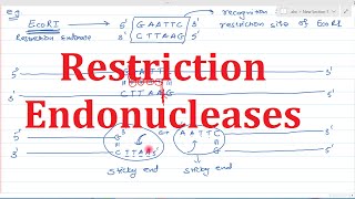 2 Restriction Endonucleases [upl. by Ahsiekit]