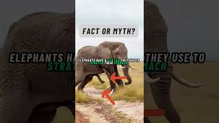 Fact or Myth Elephants fifth leg [upl. by Valenba350]