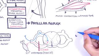 Introduction to how reflexes work  reflex arc monosynaptic and polysynaptic reflexes [upl. by Ahsimek]