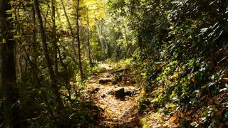 The Trails of Mt LeConte [upl. by Ynej]