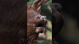 Elk bugling during the rut [upl. by Christopher192]