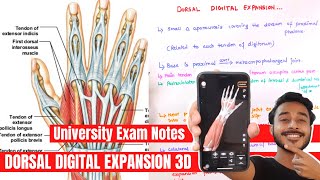 Dorsal Digital Expansion Anatomy  Dorsal digital expansion of hand [upl. by Oidivo]