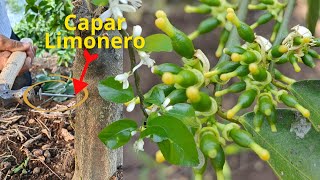 Capar limonero 🍋 Para Activar la Floración y explote de Frutos [upl. by Hazel954]