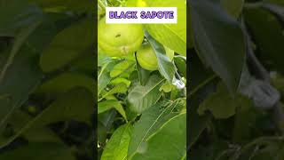 Tropical Black Sapote Fruit Tree with FRUITS fruittrees sapote blacksapote [upl. by Cirillo]