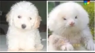 Ferrets Injected With Steroids And Sold As Dogs [upl. by Stuppy]