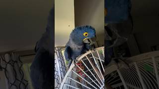 Hyacinth Macaw Talking [upl. by Ardna727]