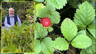 DUCHESNEA COUVRESOL SOSIE DU FRAISIER FLEURS JAUNES ET FRUITS ROUGES Le Quotidien du Jardin N°415 [upl. by Cully]