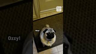 Hilarious Pug Screams When Told to Go to Bed [upl. by Carolyne636]