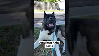 American Akita Facts [upl. by Ordnasela88]