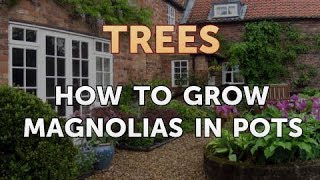 How to Grow Magnolias in Pots [upl. by Yuri600]