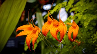 Orchid  Flowers  Amazing color of Nature [upl. by Lumbye631]