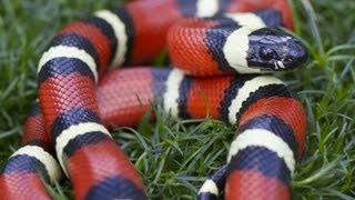 California King Snake vs Corn Snake  Pet Snakes [upl. by Enomaj412]