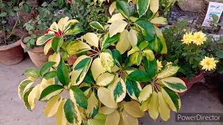 how to grow and care Schefflera plant [upl. by Carper]