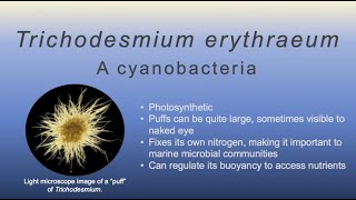 Better Know a Marine Microbe Episode 4 Trichodesmium Erythraeum [upl. by Ahtnams]