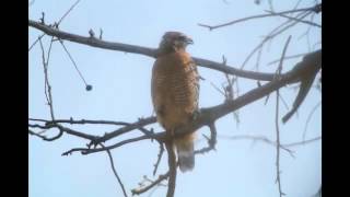 Red shouldered Hawk cry [upl. by Olaf]