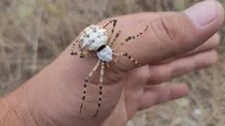 Паук Аргиопа дольчатая Argiope lobata Дагестан [upl. by Zebapda249]