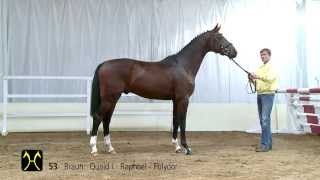 Hanoverian Stallion Licensing and Sales  CatalogNo 53 [upl. by Samella]