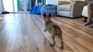 K9 訓練 Malinois Puppy Training （瑪蓮萊犬隻訓練） [upl. by Ackerman363]