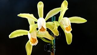 Cattleya forbesii  a great first species cattleya [upl. by Bates]