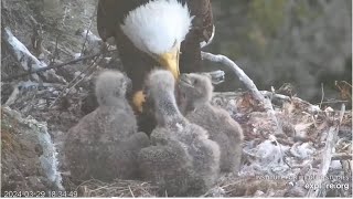 West End Eagles  Thunder Brings In Cormorant amp Takes Over Feeding From Chet 🐦 Huge Crops 32924 [upl. by Hadlee]