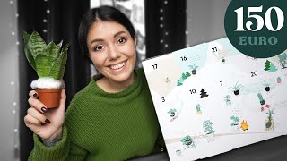 Dieser Pflanzen Adventskalender hatte 2023 den größten Hype [upl. by Tortosa]