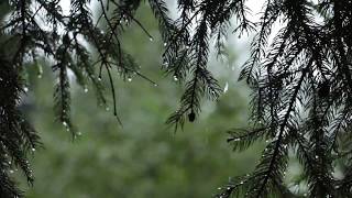 Relaxing Sound of Rain and Wind in Forest 1 Hour  Rain Drops Falling From Trees with Wind [upl. by Roswald]