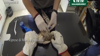 SOS VETERINARIO PRONTO SOCCORSO LO SPARVIERE CON ALA FRATTURATA [upl. by Nitsu]