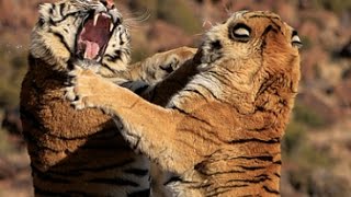 Tiger fight between two male tigers at Tiger Canyons Help the tiger Share our post [upl. by Acissey276]