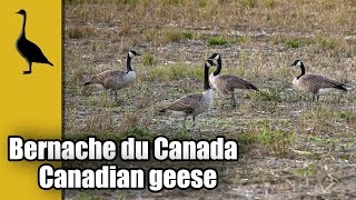 Première bernache du Canada filmé en 2016 \ First Canadian geese filmed in 2016 [upl. by Akkin]