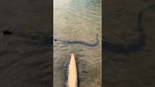 Snake Tries To Ambush Ducklings At Epic Pond [upl. by Aicnilav242]