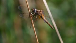 Broad Scarlet  Crocothemis erythraea  Female [upl. by Asserat]