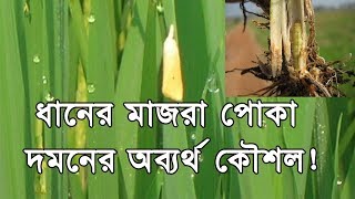 How to control Rice Yellow Stem Borer Special Tips ধানের মাজরা পোকা দমন [upl. by Odlavso]