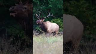 Bull Elk Bugle During the Rut [upl. by Nichola]