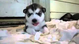 Chiot malamute d\Alaska aux hurlements mignons [upl. by Bander]