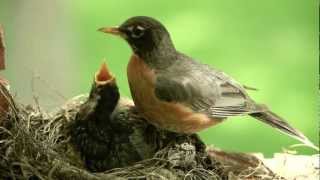 Mother bird feeding worms to cute baby Robin Canon 5D II [upl. by Leno]