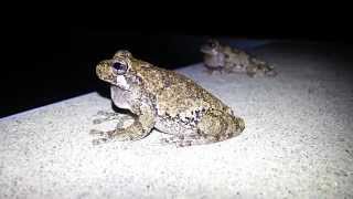 Gray Tree Frogs Calling [upl. by Lukey316]