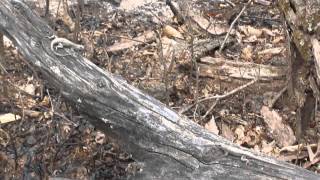 Northern Fence Lizard Courting [upl. by Anec738]