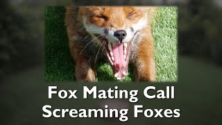 What does a fox mating call sound like [upl. by Nuli983]